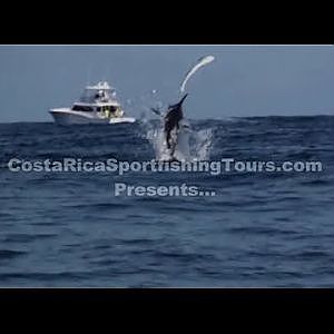 Costa Rica Sport fishing Marlin chasing   a Dorado