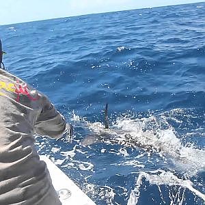 Catching Blue Marlin, St. Lucia, Jan 11 2013