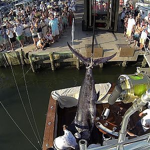 821.2 lb HUGE Blue Marlin on the COVERAGE - 2014 Cape Fear Winner