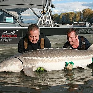 Sturgeon Fishing - Free Spirit on the Fraser River