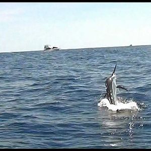 Crazy Black Marlin Jumping Port Stephens - Big Game fishing- Short movie