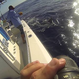 Blue Marlin Peak Sportfishing Exmouth, Australia