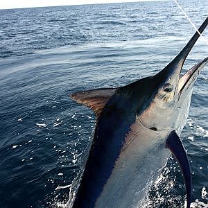 Best Puerto Vallarta Fishing - Marlin, Tuna, Dorado, Snapper