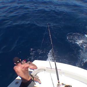 Madeira blue marlin action