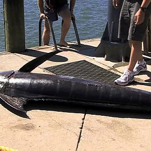 Heaviest Marlin in WHAKATANE tournament 2012