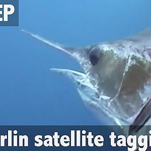 Ultimate Fishing Marlin Satellite Tagging Adventure