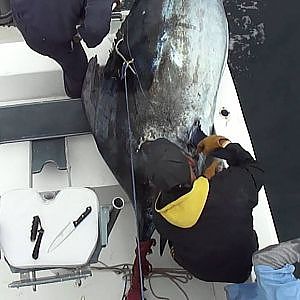 Monster Black Marlin  1064 lbs