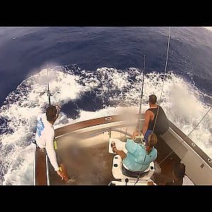 900lb Black Marlin Lizard Island (Cairns)