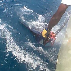 fishing blue marlin 500 lb