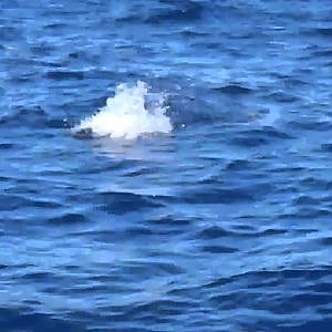 Black Marlin - Game Fishing off Dampier, Western Australia.