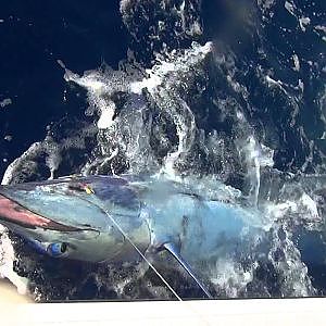 Finally reeling her all the way in! 625lb blue marlin!!