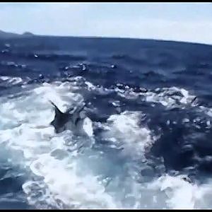 Marlin Fishing