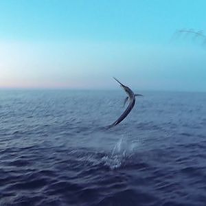 Fishing Australia- Sunset Marlin