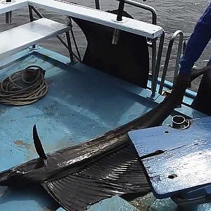 Hendrik De Vos vs Blue Marlin (Fastest Fish On Earth) (Krabi - Thailand)