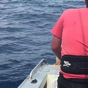 Striped marlin landed East coast NZ on live bait