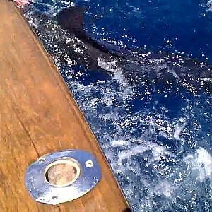 Roatan XI fishing tournament 2010 - Blue marlin catch and release