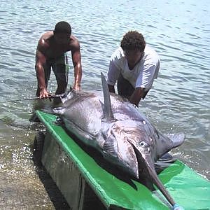Marlin fishing season 2012-2013 Mauritius Part 1.
