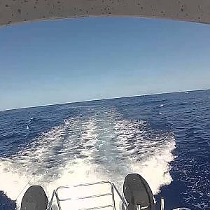 Standup Blue Marlin Trailer Boat