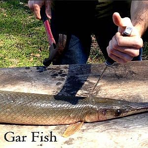Cleaning Gar Fish