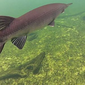 GoPro Hero 2 Underwater Footage of Some Gar Fish at Blue Spring State Park, Florida