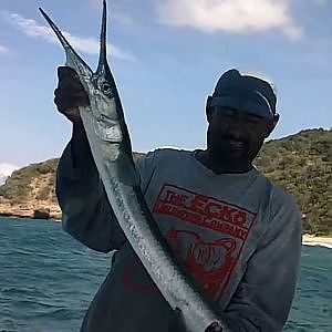 Giant Needlefish caught in Mexico