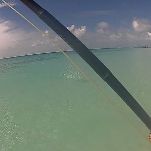 Los Roques needlefish