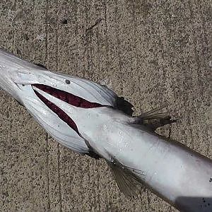 Huge Needle Fish from shore- Costa Rica