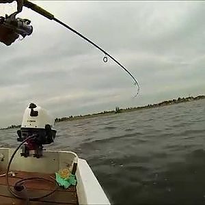 Hornfisk GoPro