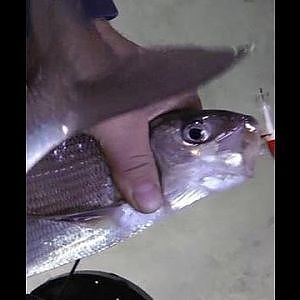 How to Catch Big Whitefish!