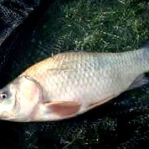 Small crucian hybrid carp from puddledock lake