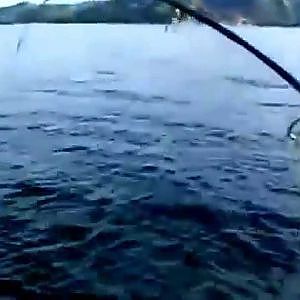 Angeln mit VV Fishing am Namsenfjord in Norwegen -  Teil 5