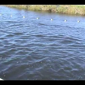 ILLEGAL GILLNET FISHING FOR MULLET IN FLORIDA