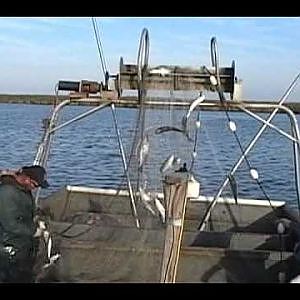 MULLET FISHING WITH GILLNET IN LOUISIANA 2007