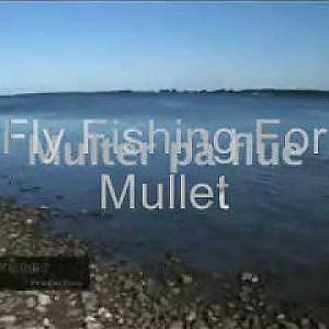 Fly fishing for mullet