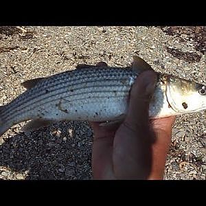 Shore Fishing - Creek Fishing for Grey Mullet