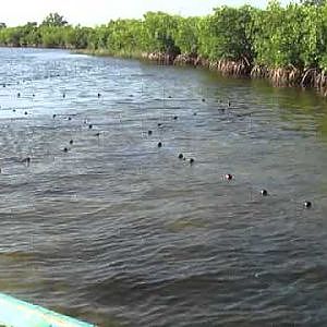 Mullet Fishing.