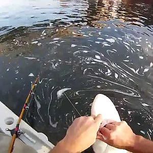 Kayak fishing the Willamette River for Sturgeon