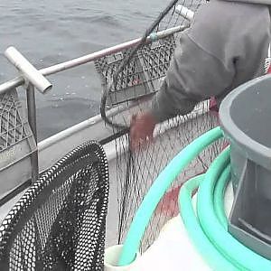 Albacore Tuna Fishing in Washington