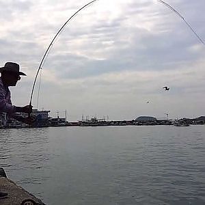 gray mullet fly fishing (숭어플라이낚시)