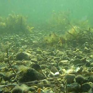 Sea Trout coast in Denmark - under water - (3)