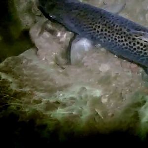 Sea Trout on the Fly at night.