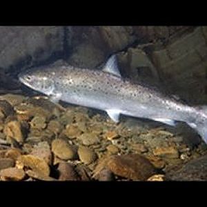 Sea Trout on the fly at Broadmead