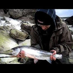 Sea Trout Gotland