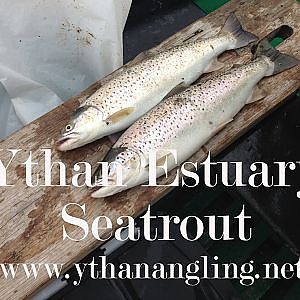 Seatrout Fishing in salt water - explosive action on the Ythan Estuary