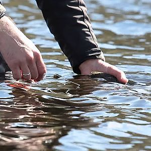 Sea Trout fly fishing on Kharlovka / Ловля Кумжи нахлыстом р.Харловка