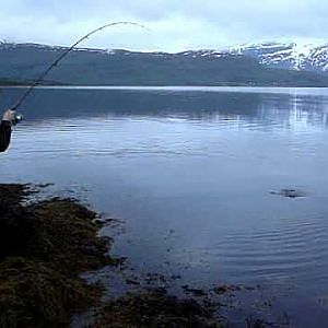 seatrout fishing in north Norway