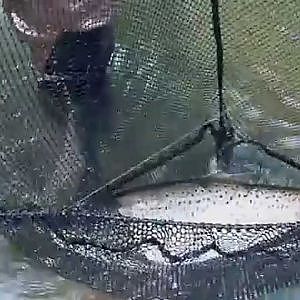 Truite de mer et moucheur. Toucher son rêve du bout des doigts