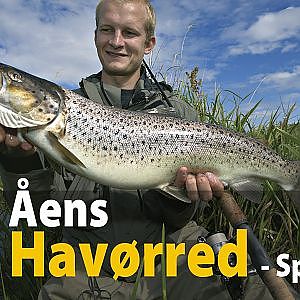 DK Åens Havørred - spin