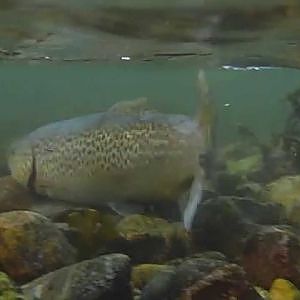 Meerforellen Fliegenfischen / Flyfishing Ostsee Dänemark