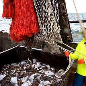 Beam trawling in the North Sea targetting flat fish